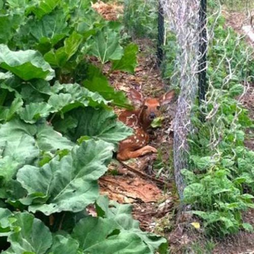 The Gift Of Rhubarb